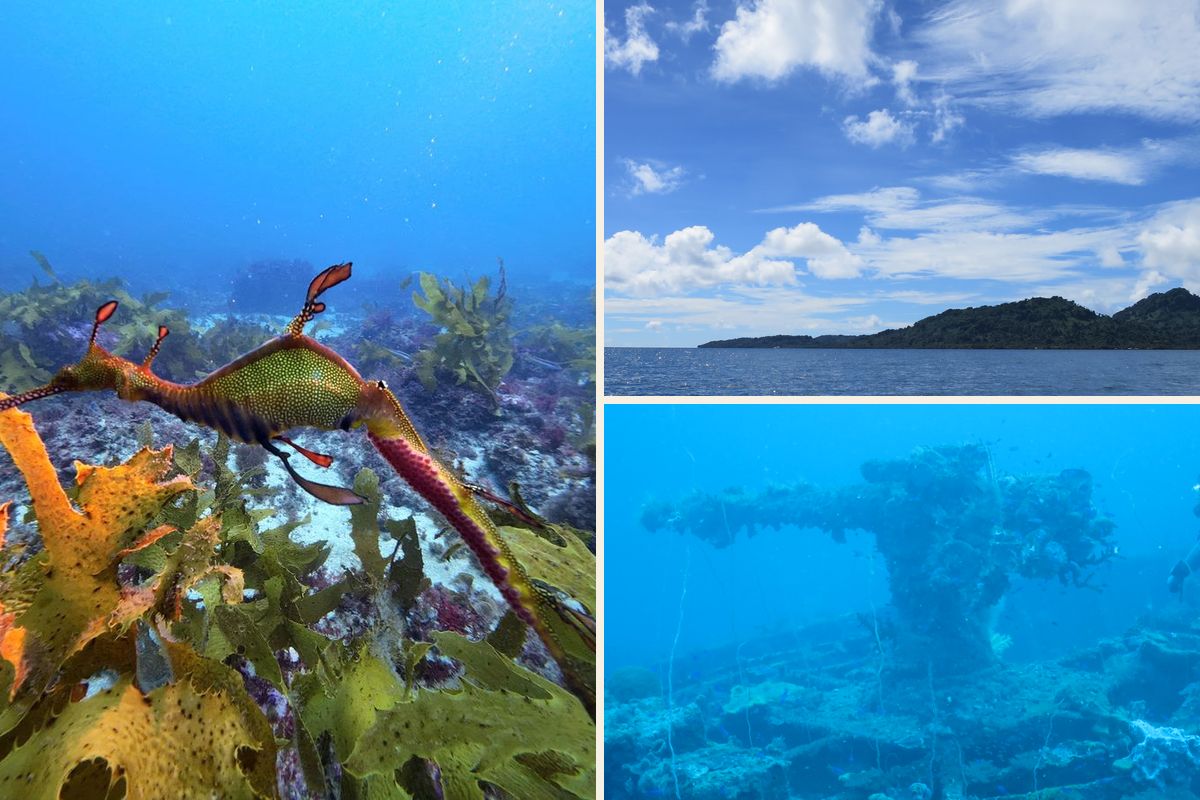 Collage: a weedy seadragon in Australia, an island in Chuuk Lagoon, and a coral-covered deck gun on a Chuuk Lagoon wreck