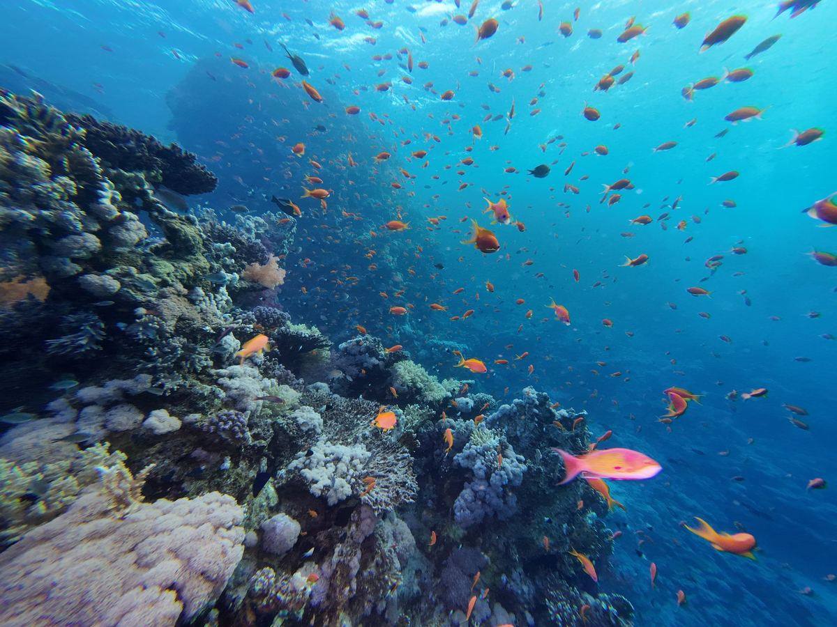 A Red Sea reef wall with clouds of orange anthias