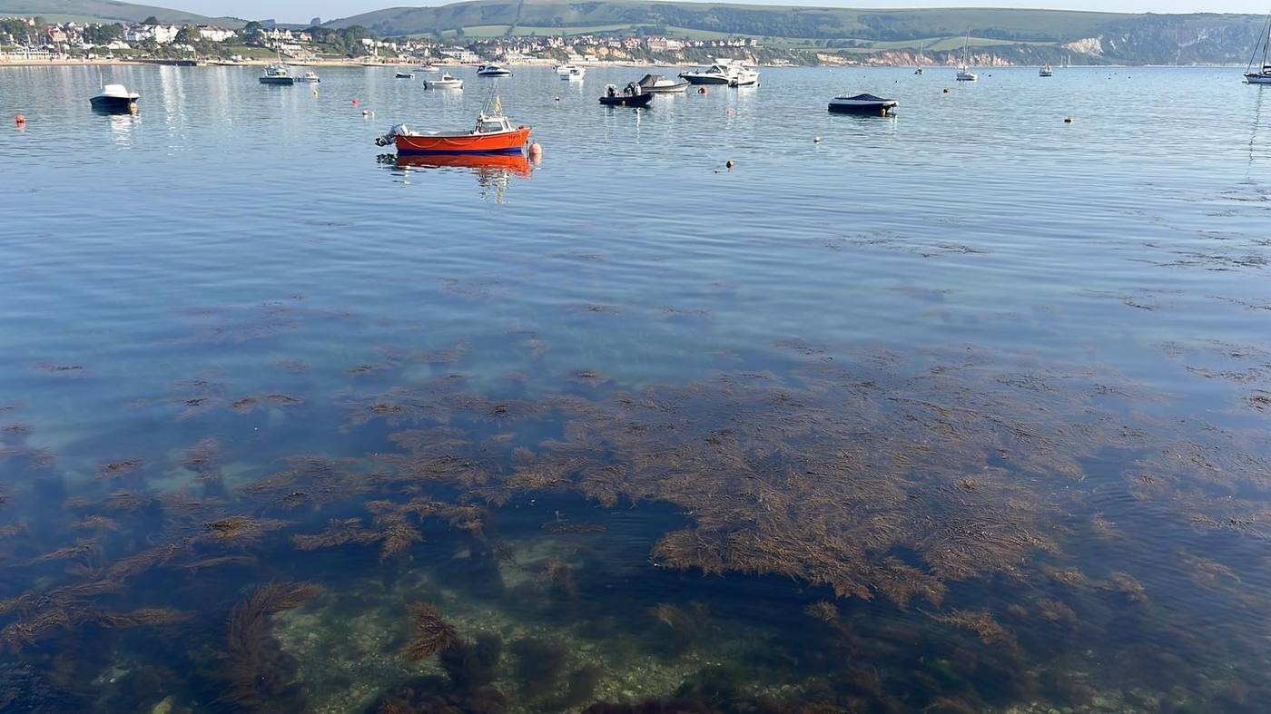Calm morning water and moored boats in Swanage Bay, with kelp visible below the surface
